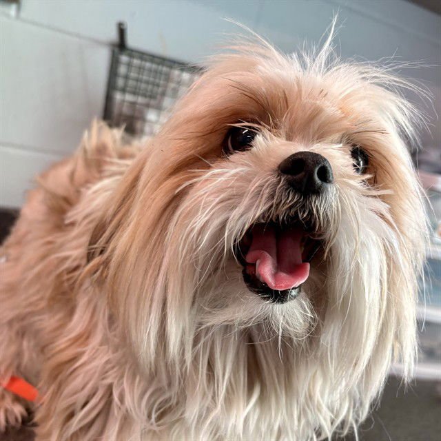 BLOOM - Yorkshire Terrier Yorkie available for adoption