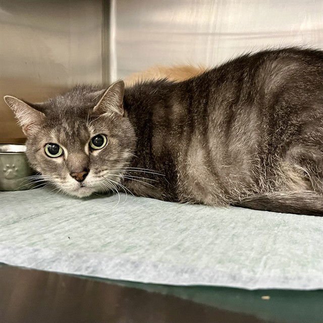 WONKA - Domestic Short Hair available for adoption