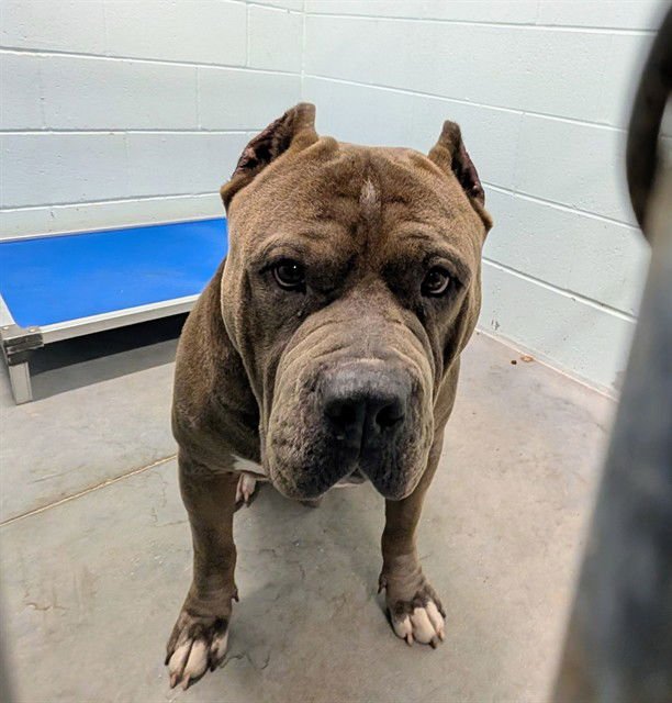 DEISEL - Staffordshire Bull Terrier available for adoption