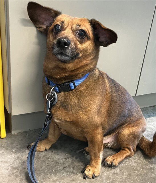 BROWNIE - Chihuahua / Dachshund available for adoption