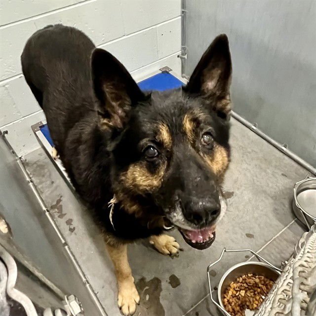 CARL - German Shepherd Dog available for adoption