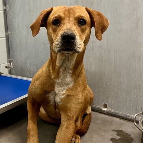 BREEZY - Black Mouth Cur available for adoption