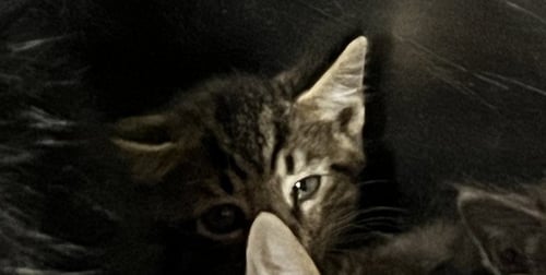 OIL CHANGE - Domestic Short Hair available for adoption