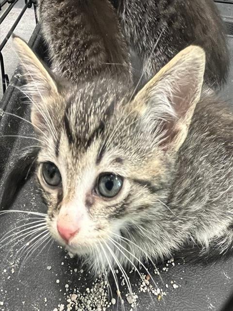 HARLOW - Domestic Short Hair available for adoption