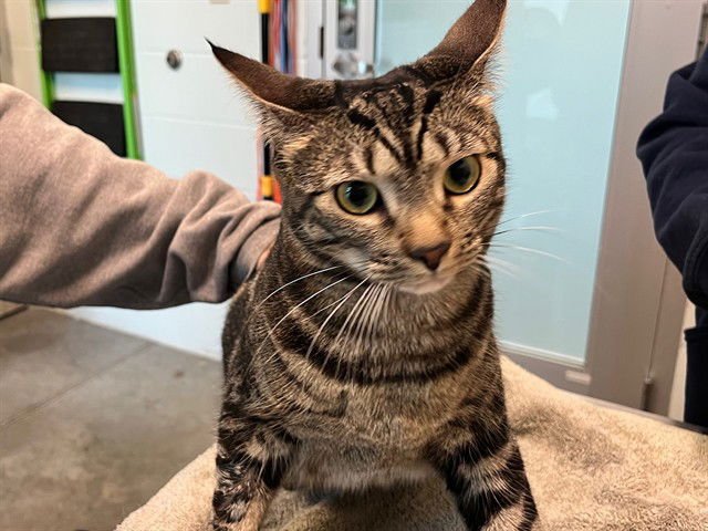 JUNIPER - Domestic Short Hair available for adoption