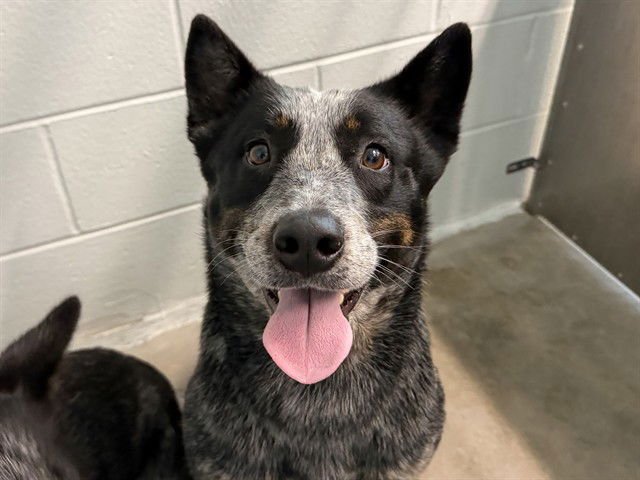 ASH - Australian Cattle Dog/Blue Heeler available for adoption