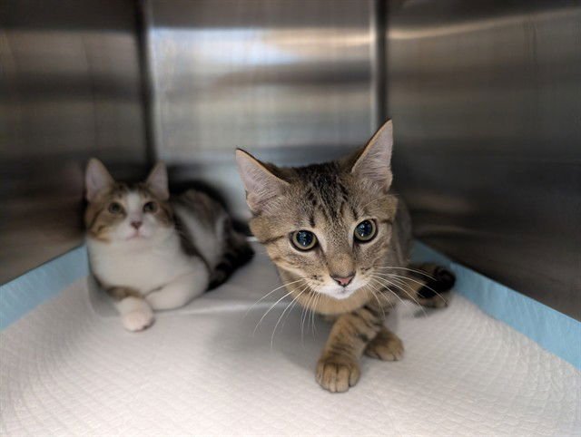 THEON - Domestic Short Hair available for adoption