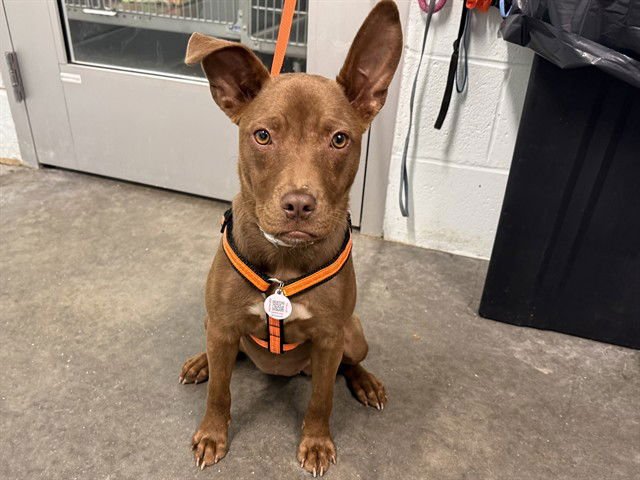 LUNA - Staffordshire Bull Terrier available for adoption