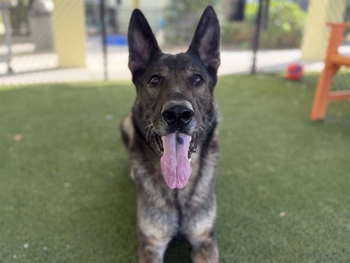 BENNY - German Shepherd Dog available for adoption