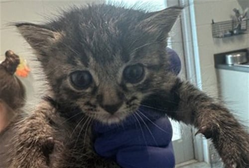JULIET - Domestic Short Hair available for adoption