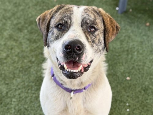 JAKE - Great Pyrenees available for adoption