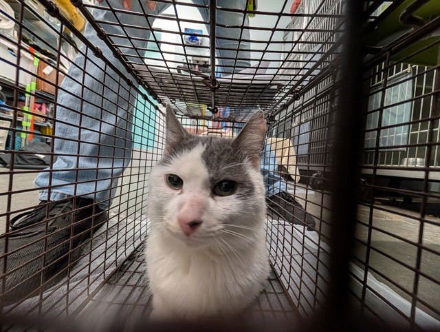 BRANCH - Domestic Medium Hair available for adoption