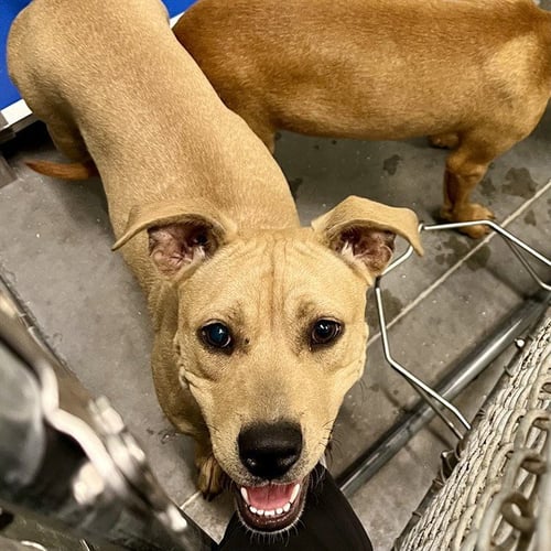 LILAC - Carolina Dog available for adoption