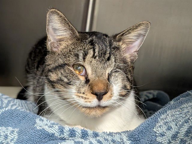 STU - Domestic Short Hair available for adoption