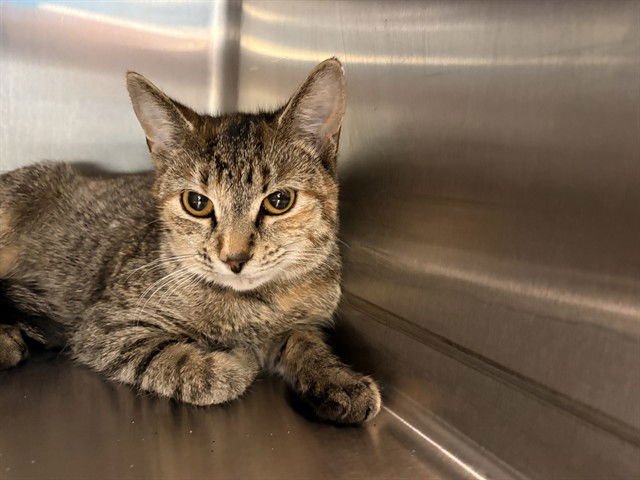 ELIZABETH - Domestic Short Hair available for adoption