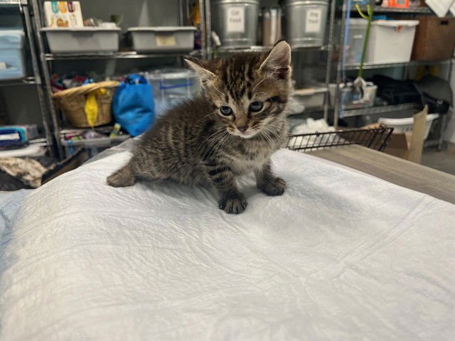 BO PEEP - Domestic Short Hair available for adoption