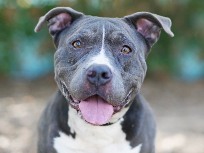 DARCY - American Pit Bull Terrier available for adoption