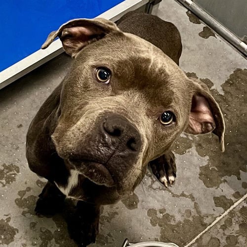 CARAMELLO - American Bulldog available for adoption