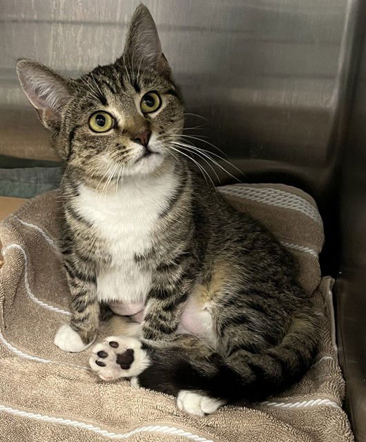 SPINDERELLA - Domestic Short Hair available for adoption