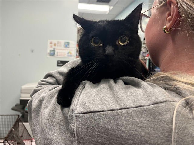 LUNA - Domestic Short Hair available for adoption