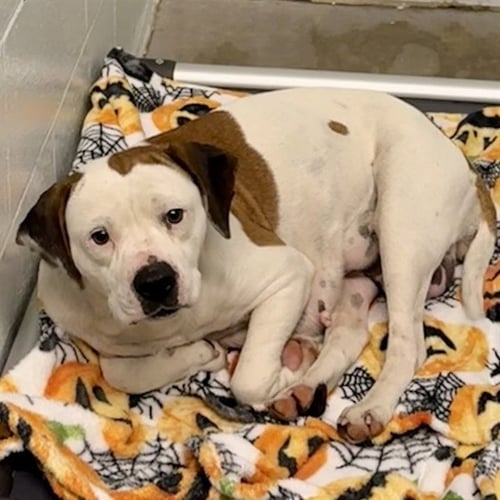 CINDY - American Pit Bull Terrier available for adoption