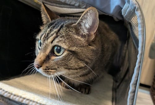 MAX - Domestic Short Hair available for adoption