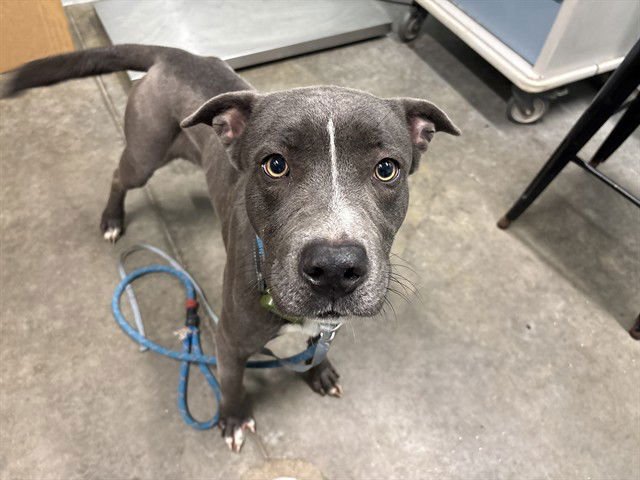 JERRY - American Pit Bull Terrier available for adoption