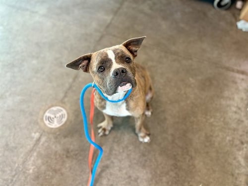 SUNNY - Boxer available for adoption