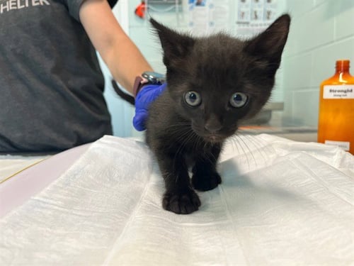 LUGGAGE TAG - Domestic Short Hair available for adoption
