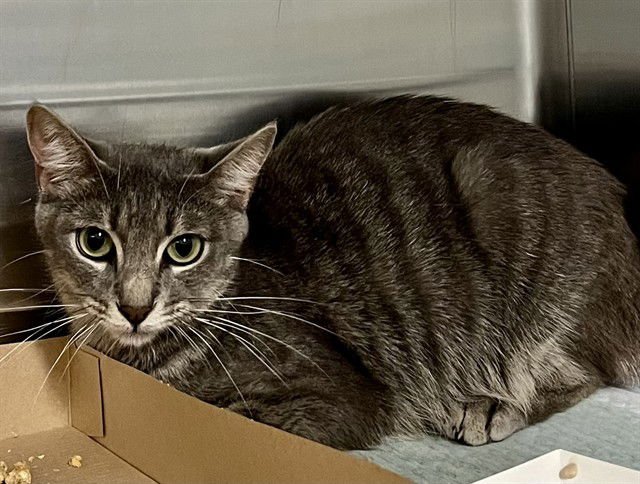 CADBURY - Domestic Short Hair available for adoption