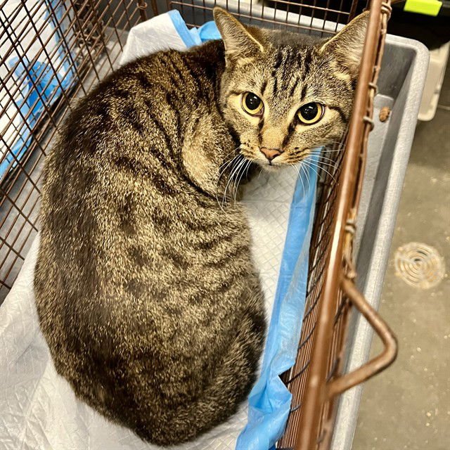 PRIS - Domestic Short Hair available for adoption