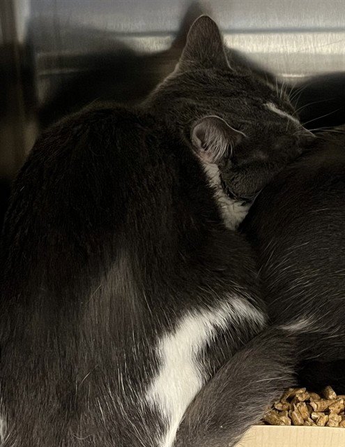 TARANTO - Domestic Short Hair available for adoption