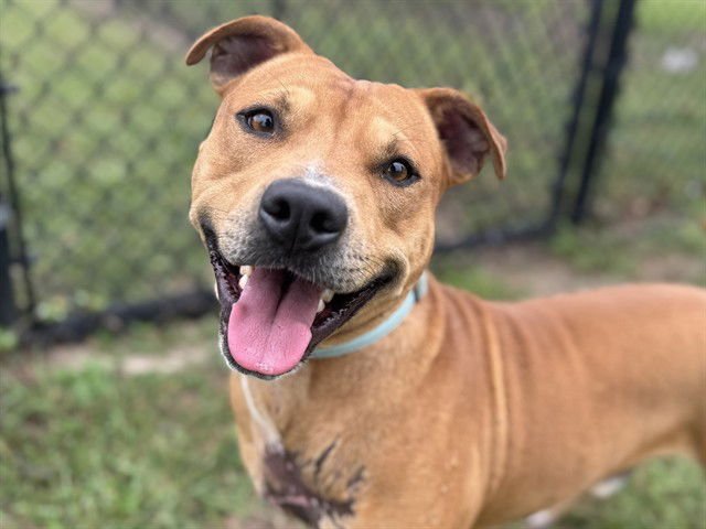 MALCOLM - Black Mouth Cur available for adoption