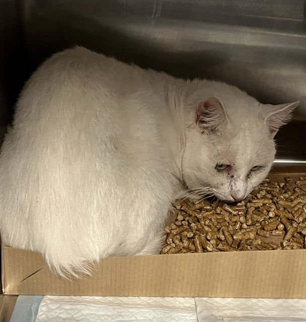 SNOWY - Domestic Short Hair available for adoption