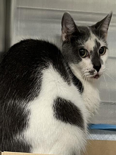 SORA - Domestic Short Hair available for adoption