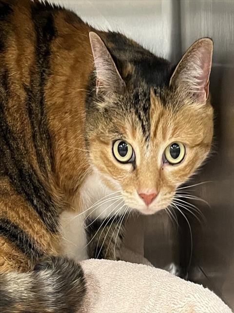 NALA - Domestic Short Hair available for adoption