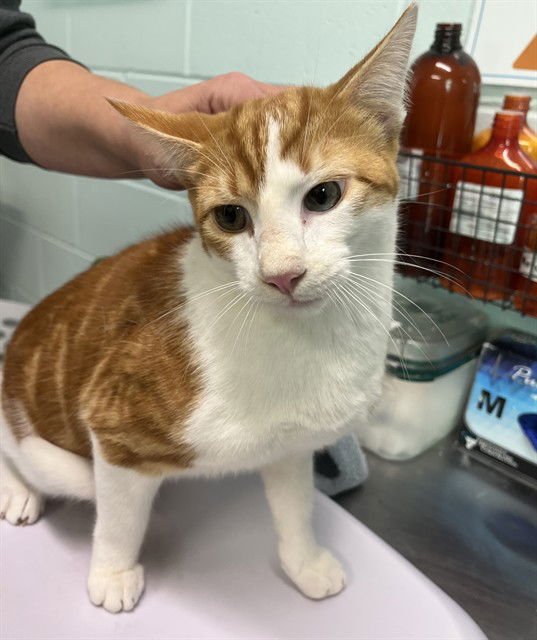 MANGO - Domestic Short Hair available for adoption