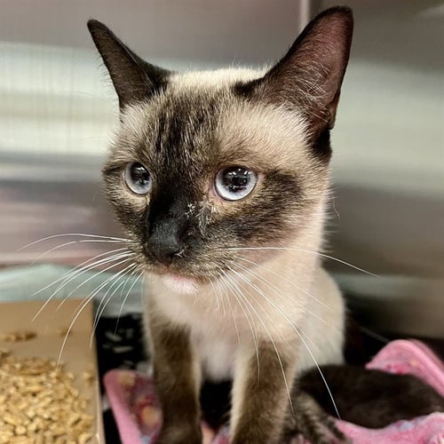 PARIS - Siamese available for adoption