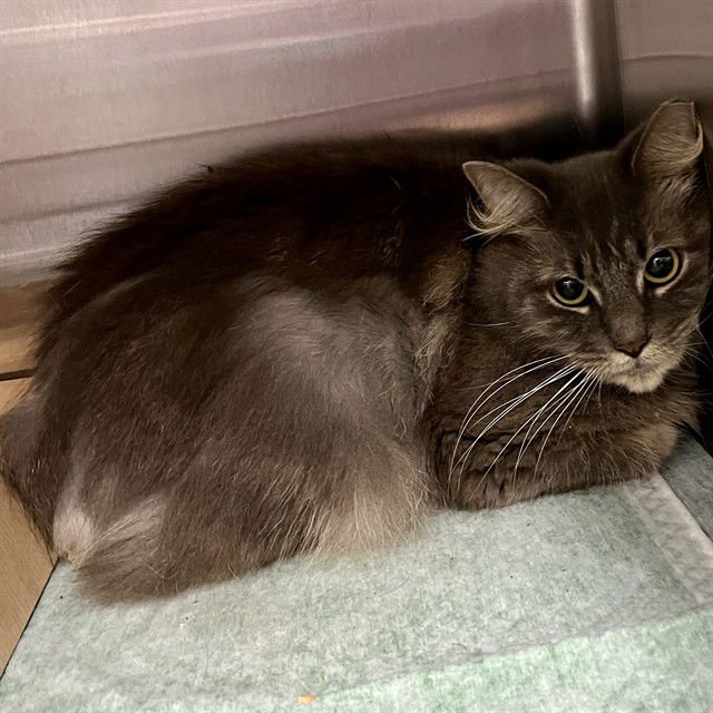 WINONA - Domestic Medium Hair available for adoption