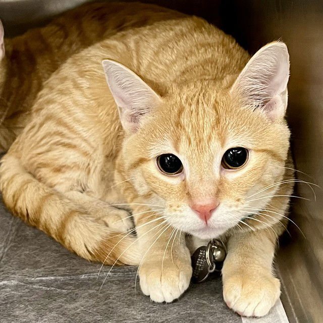 OLIVIA - Domestic Short Hair available for adoption