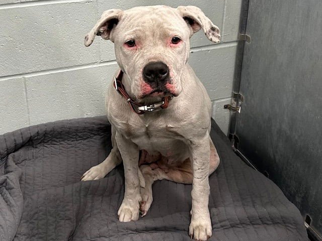 VAL - American Bulldog available for adoption