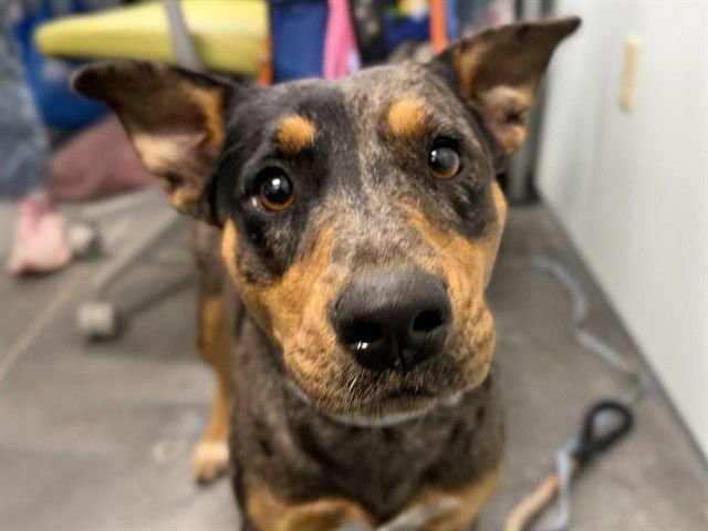 BUTTERCUP - Catahoula Leopard Dog available for adoption