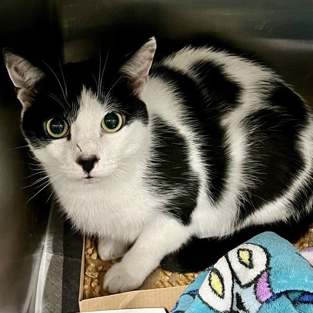 WALTER - Domestic Short Hair available for adoption