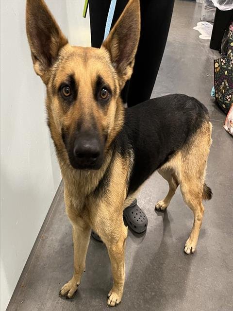 TEDDY - German Shepherd Dog available for adoption