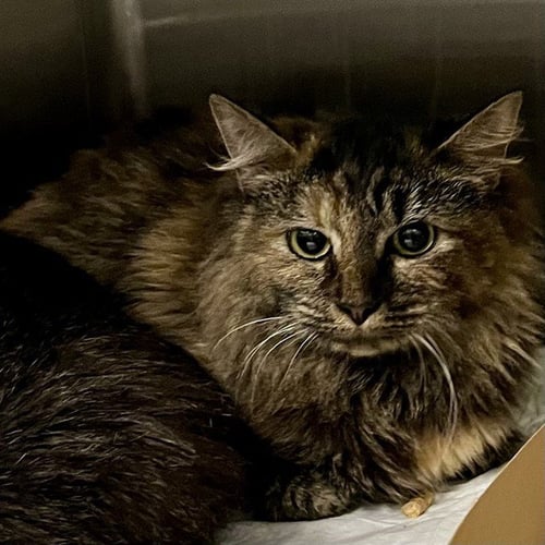 NUTMEG - Domestic Medium Hair available for adoption