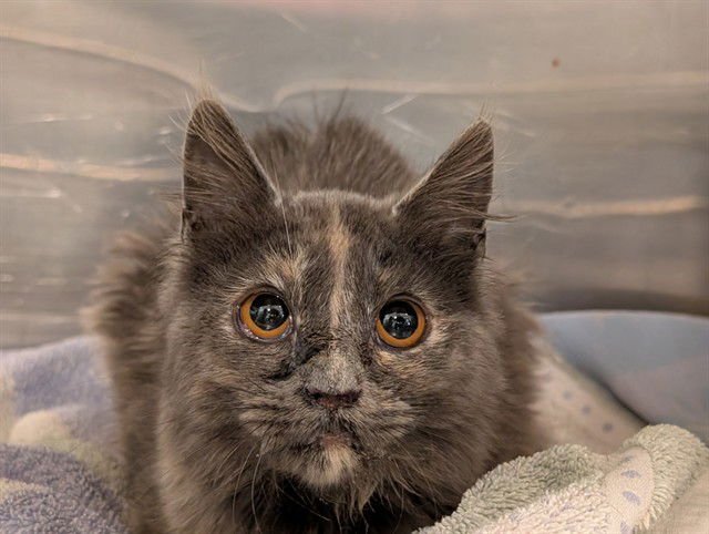 HYACINTH - Domestic Medium Hair available for adoption