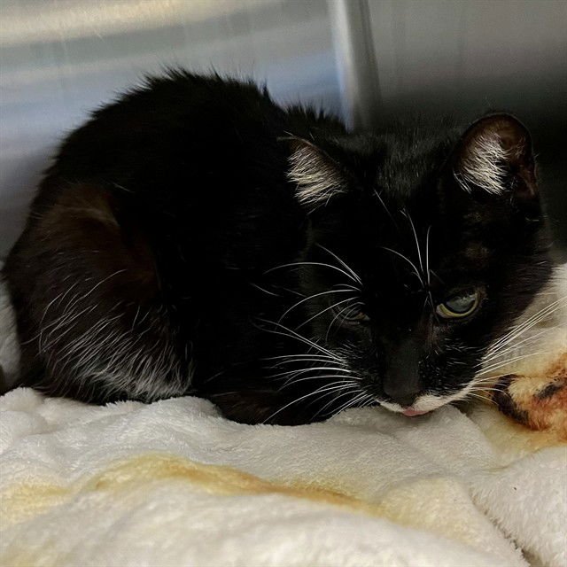 DEE DEE - Domestic Short Hair available for adoption