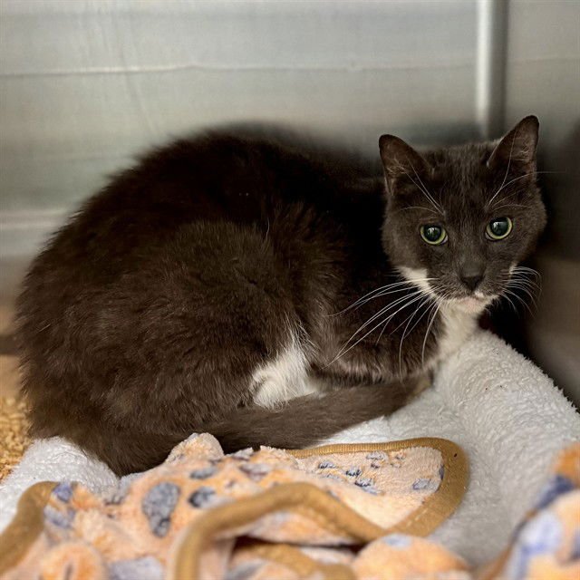 ANNABELLE - Domestic Short Hair available for adoption