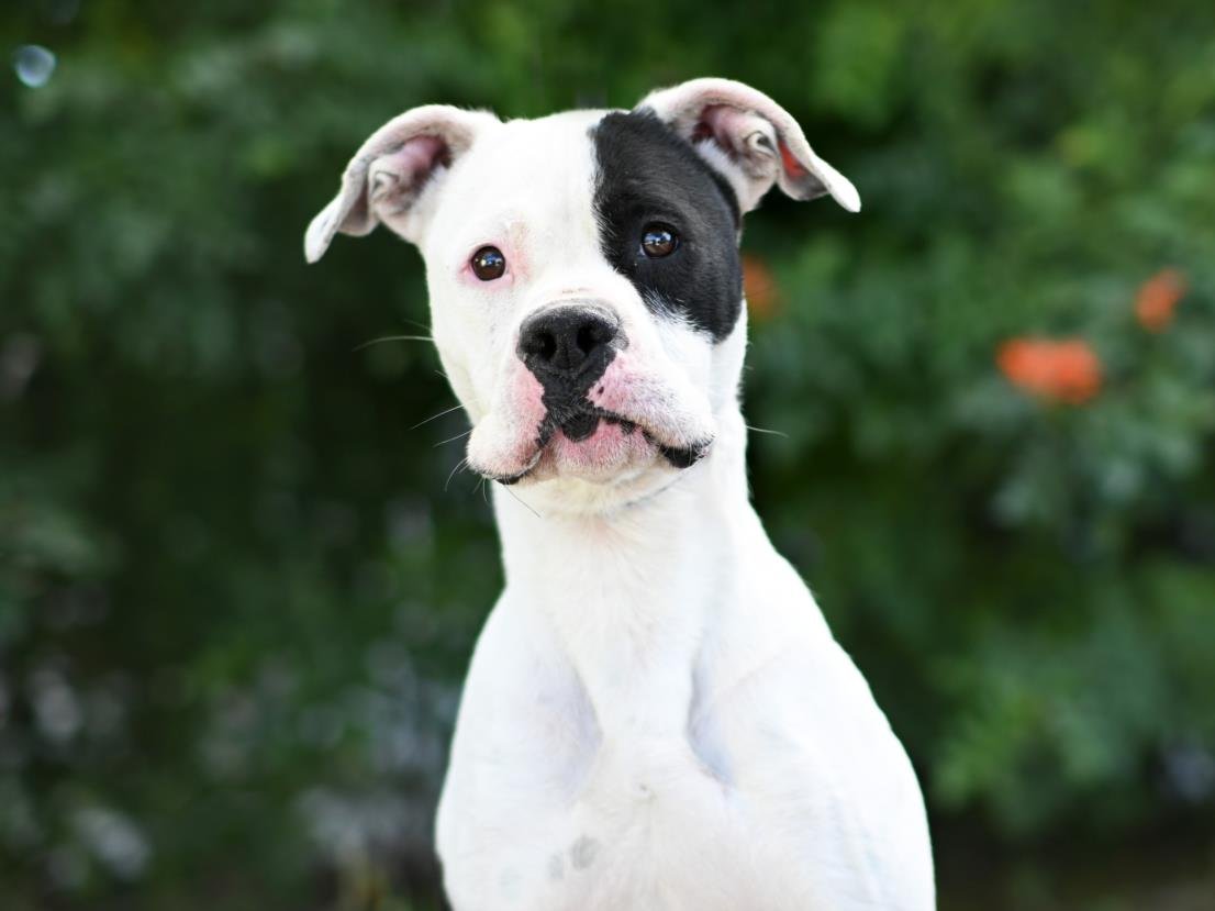 FELIX - Boxer available for adoption