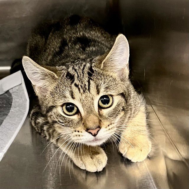 LISA - Domestic Short Hair available for adoption